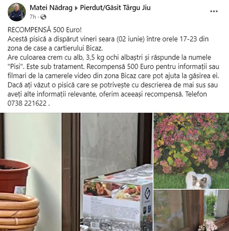 Un Fost Consilier Local Oferă Recompensă De 500 De Euro Pentru Găsirea Unei Pisici Gorjonline 